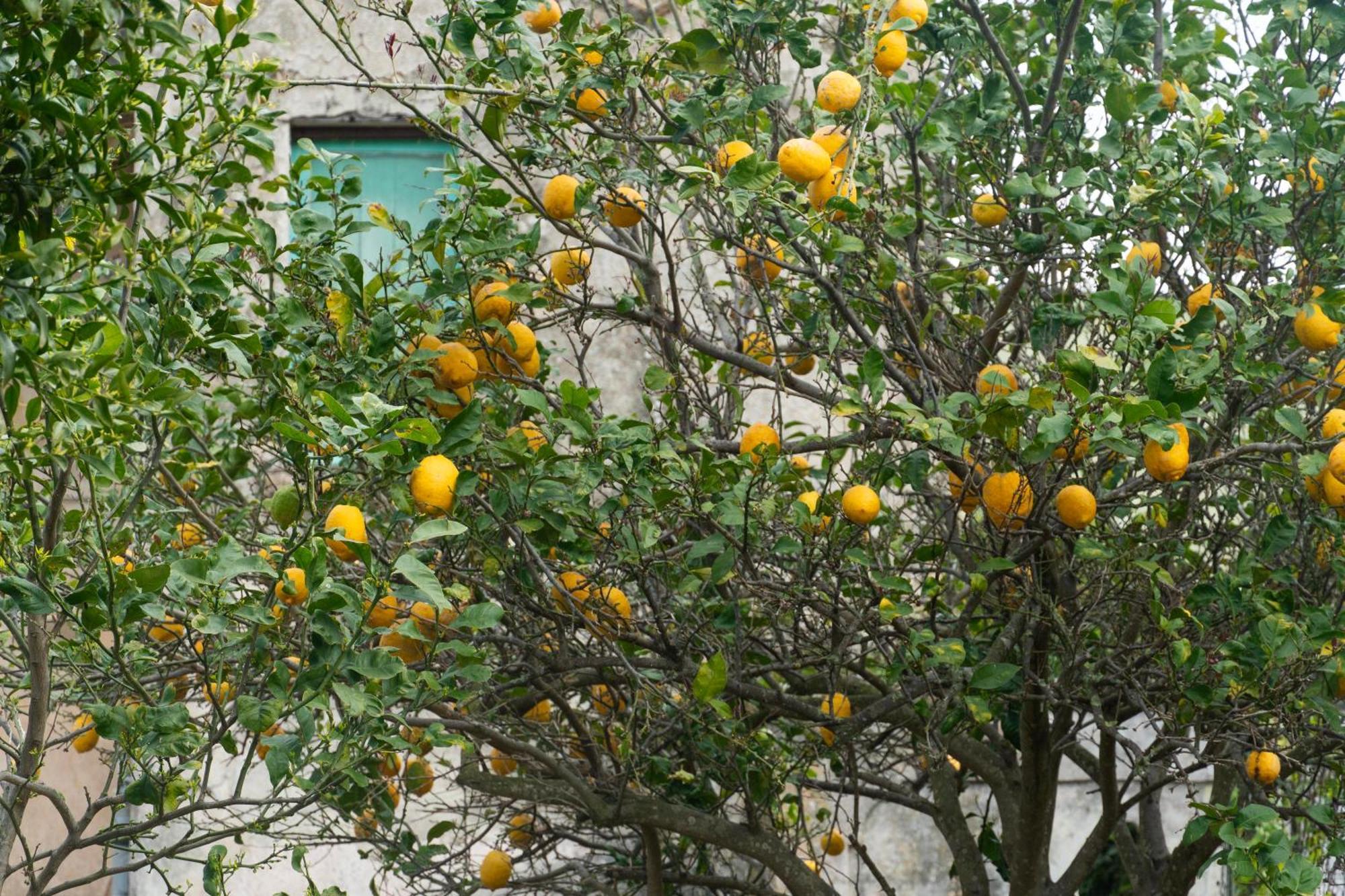La Terrazza Sul Giardino *
